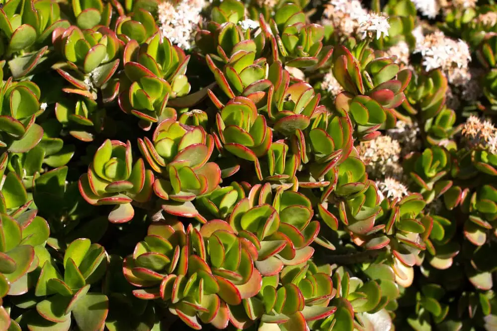 Botany Bay (Crassula ovata ‘Botany Bay’)