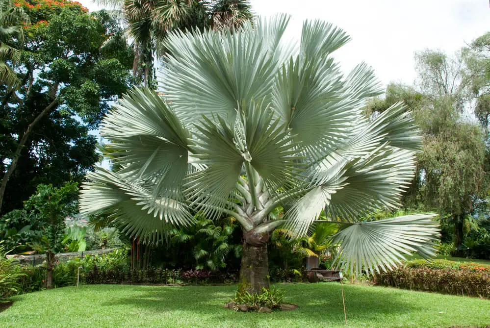 Bismarck Palm (Bismarckia nobilis)