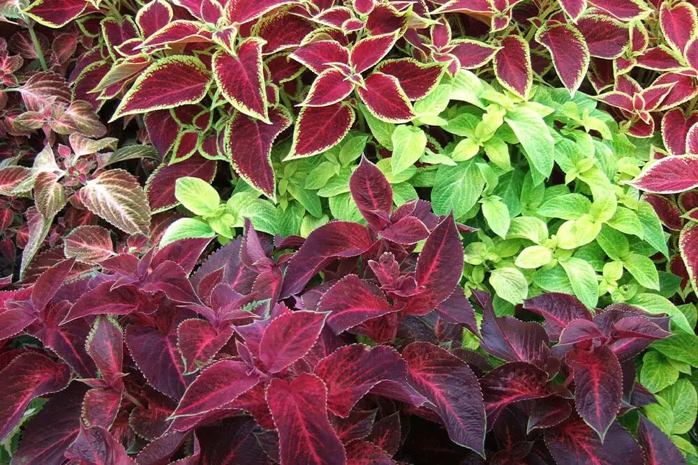 Coleus (Plectranthus scutellarioides)