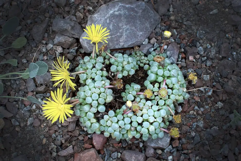 Baby Toes (Fenestraria rhopalophylla)