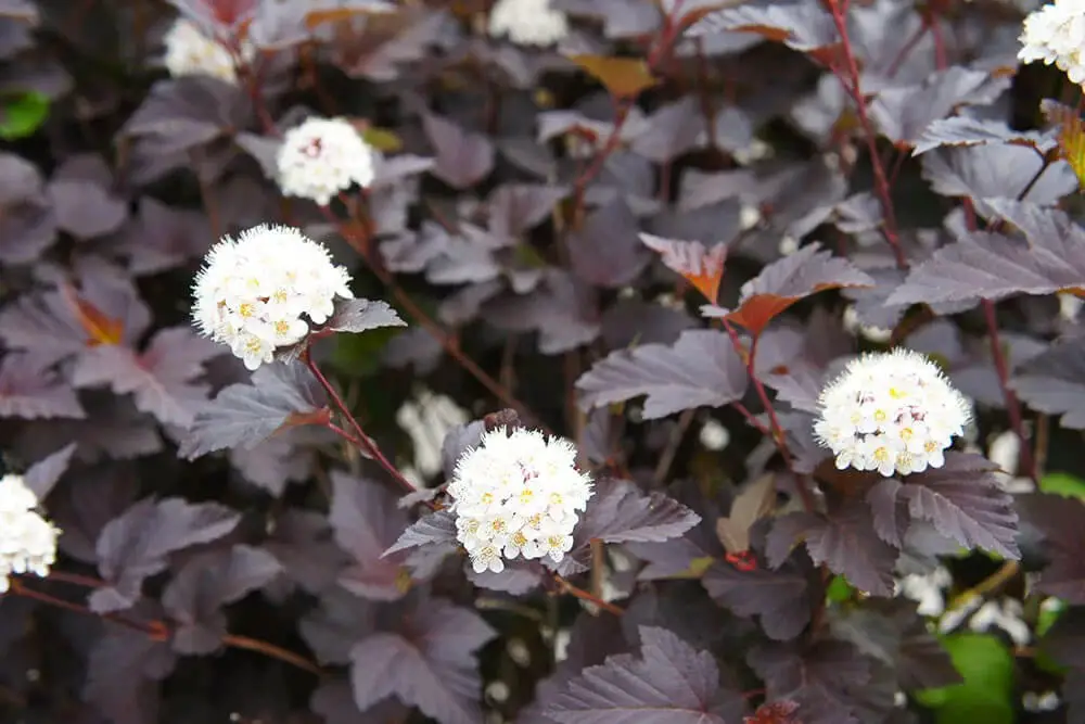 Diablo Ninebark (Physocarpus opulifolius ‘Monlo’)