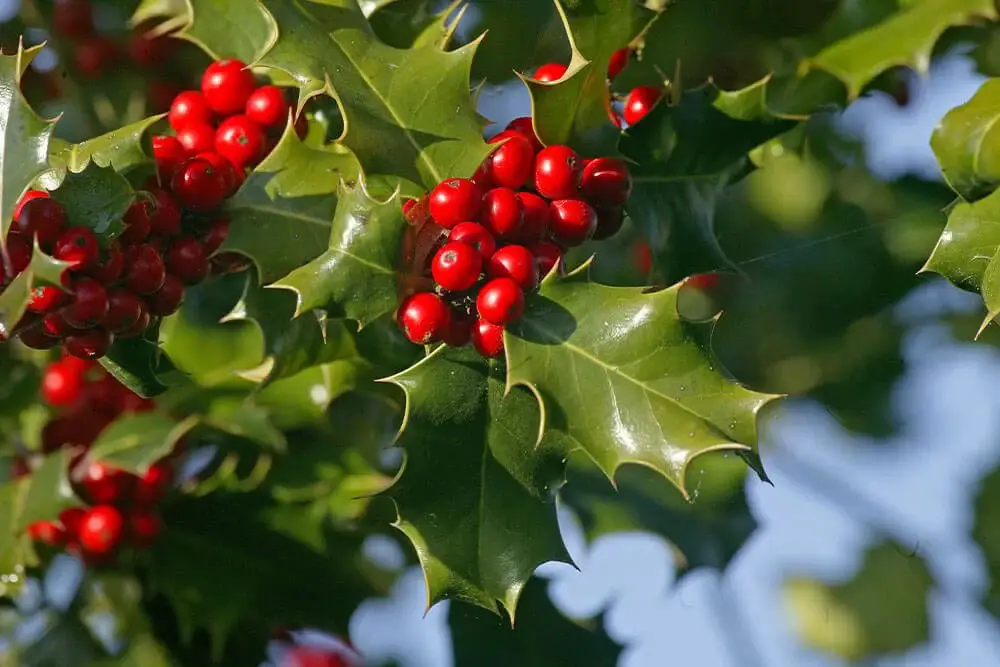 European Holly (Ilex aquifolium)