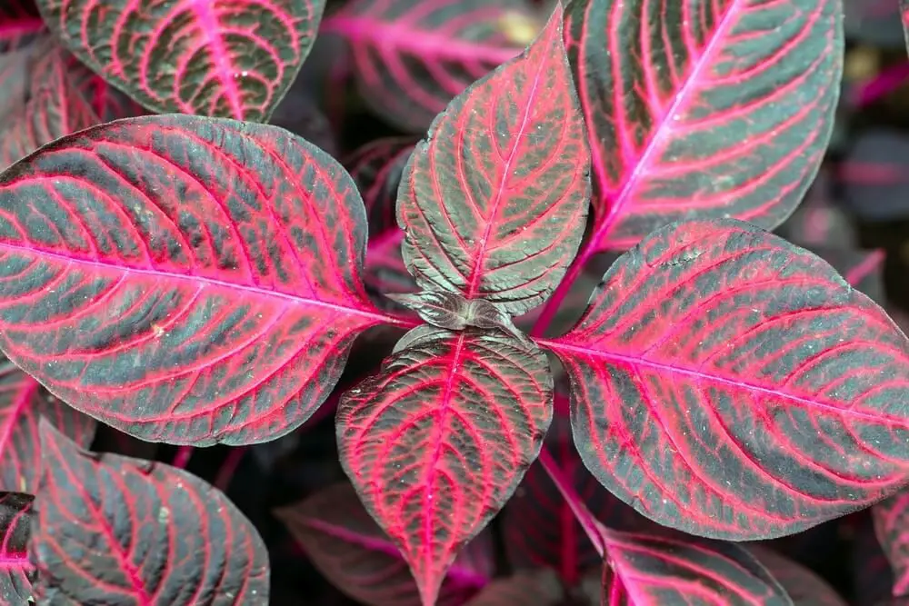 Herbst’s Bloodleaf (Iresine herbstii)