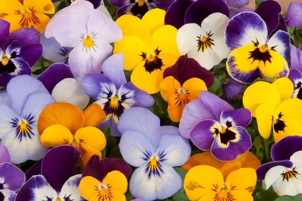 Pansy (Viola × wittrockiana)