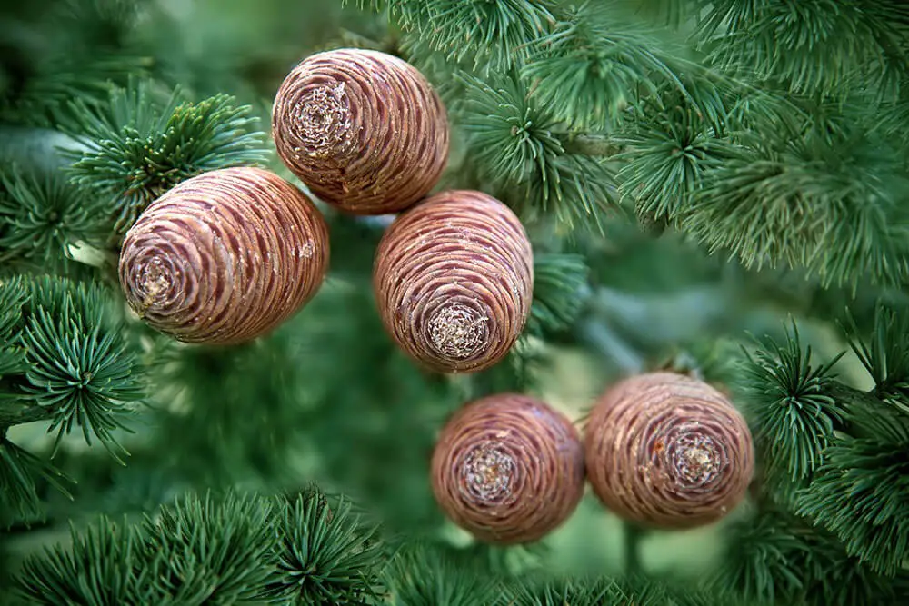 Atlas Cedar (Cedrus atlantica)