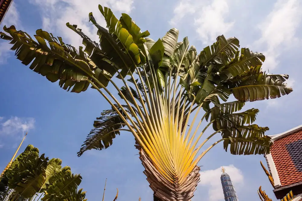 Traveler’s Palm (Ravenala madagascariensis)