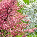 20 Incredible Trees With Pink Flowers That You Should Add To Your Garden