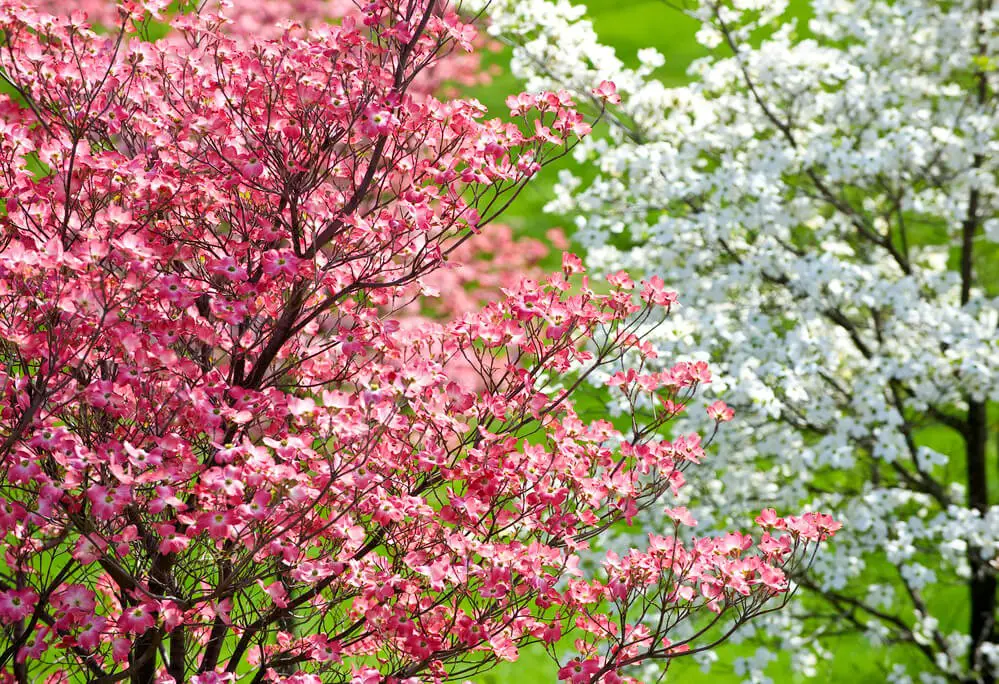 20 Incredible Trees With Pink Flowers That You Should Add To Your Garden