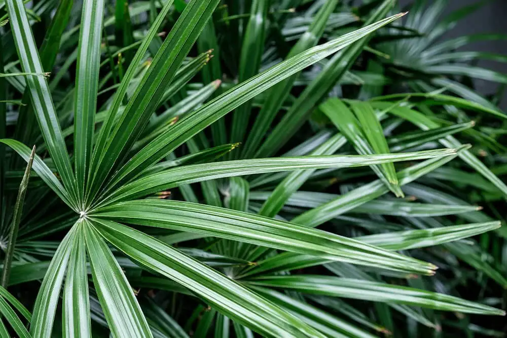 Lady Palm (Rhapis excelsa)