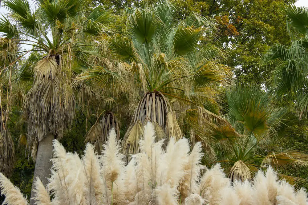 California Fan Palm (Washingtonia filifera)