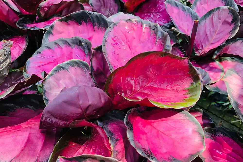 Crimson Pink Calathea (Calathea roseopicta ‘Rosy’)