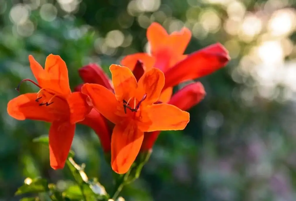 Cape Honeysuckle (Tecoma capensis)