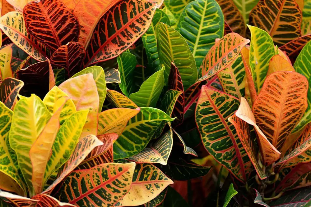 Croton (Codiaeum variegatum)