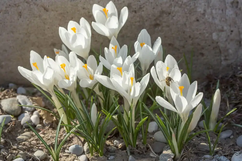 Crocus (Crocus)