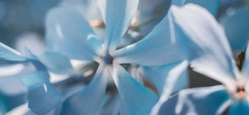 Creeping Phlox (Phlox subulata)