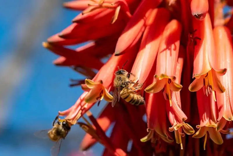 Wright’s Desert Honeysuckle (Anisacanthus Quadrifidus var. Wrightii)