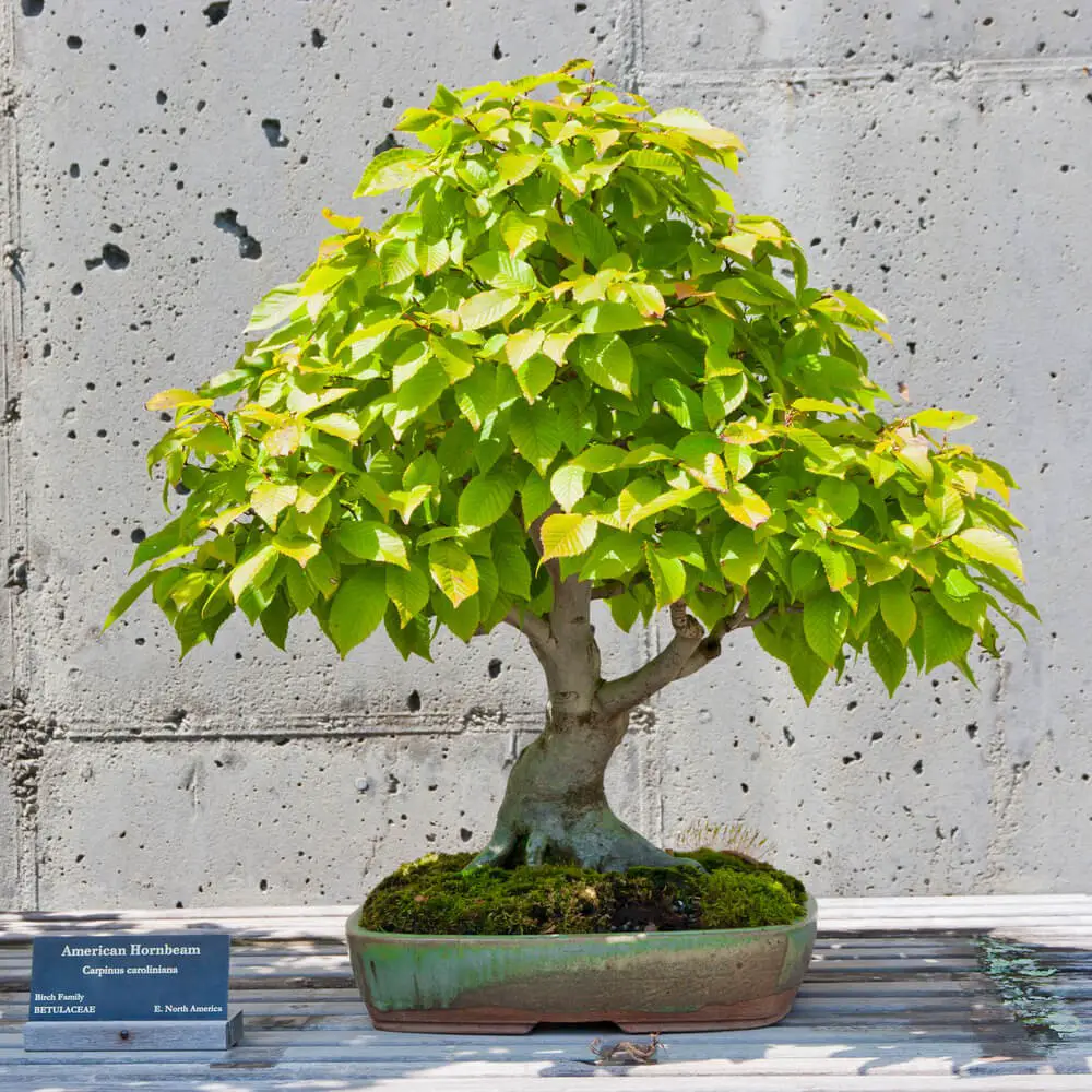 Downy Birch Bonsai (Betula pubescens)