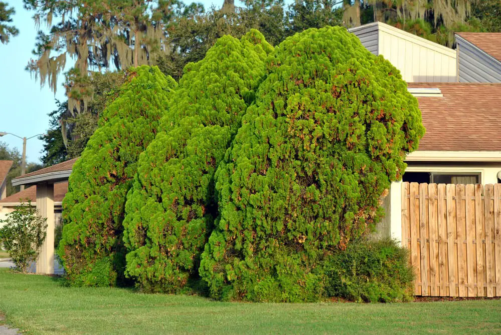 Eastern Arborvitae (Thuja occidentalis)