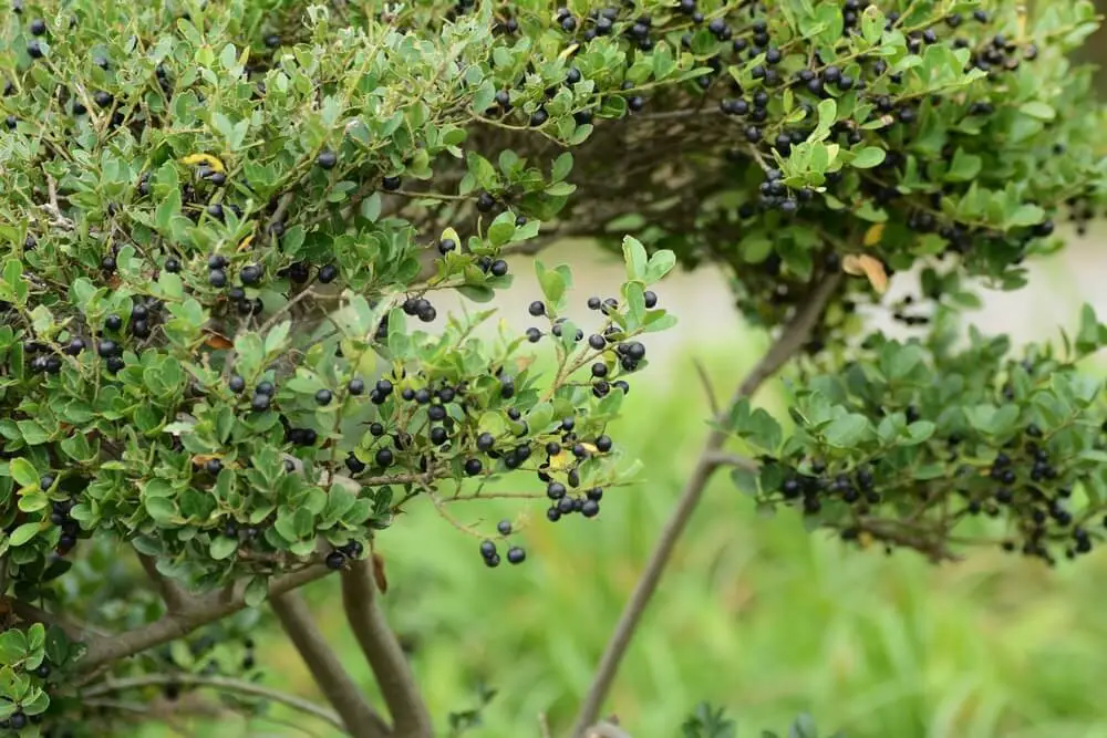 Japanese Holly (Ilex crenata)