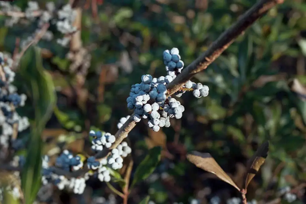 Bayberry (Myrica pensylvanica)