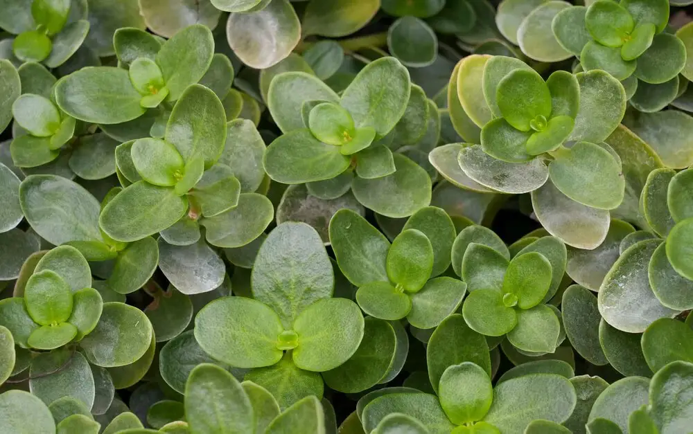 Fairy Crassula (Crassula multicava)