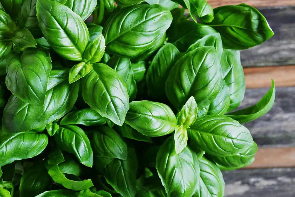 Basil (Ocimum basilicum)