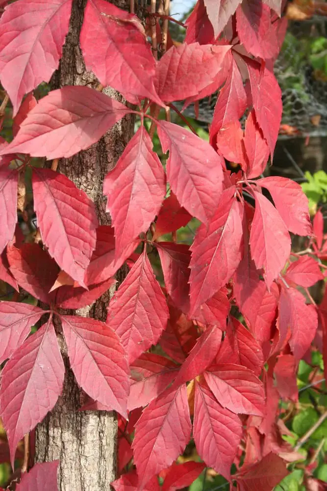 Virginia Creeper (Parthenocissus quinquefolia)