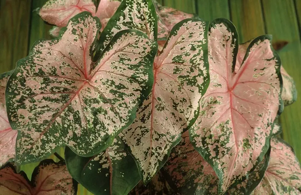 Caladium (Caladium bicolor)