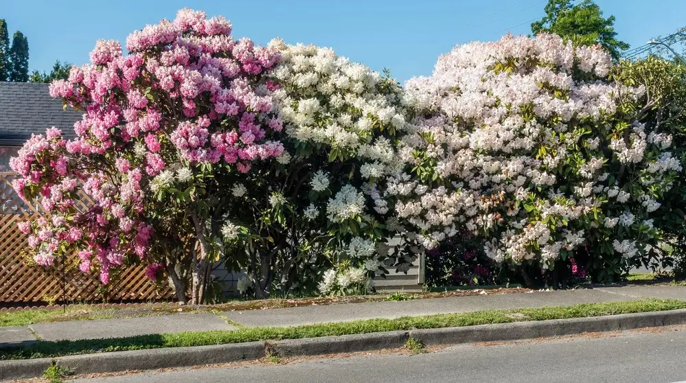 Rosebay Rhododendron (Rhododendron maximum)