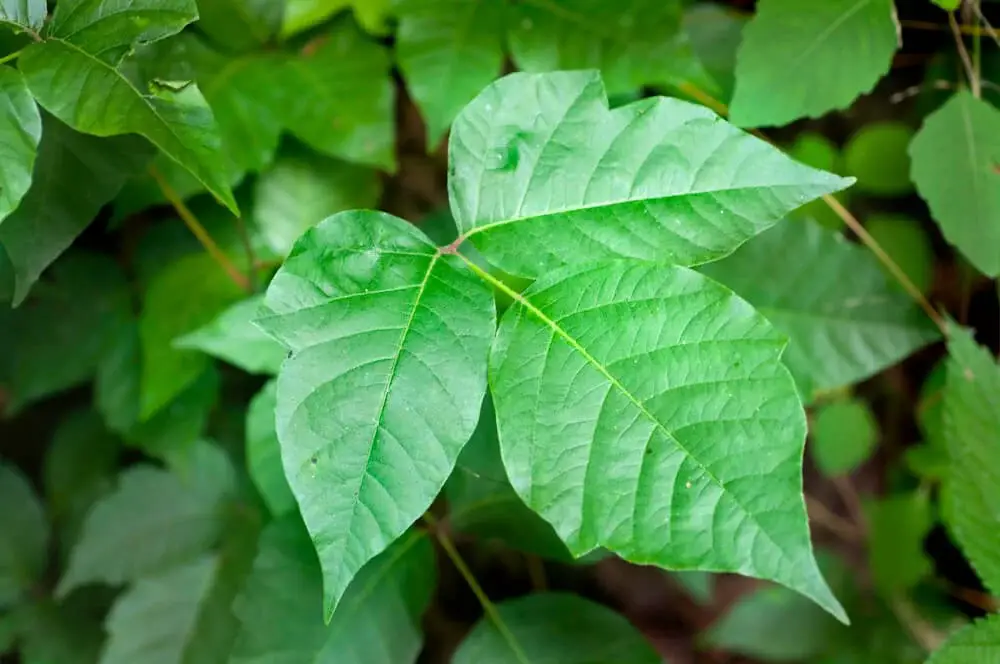 Poison Ivy (Toxicodendron radicans)