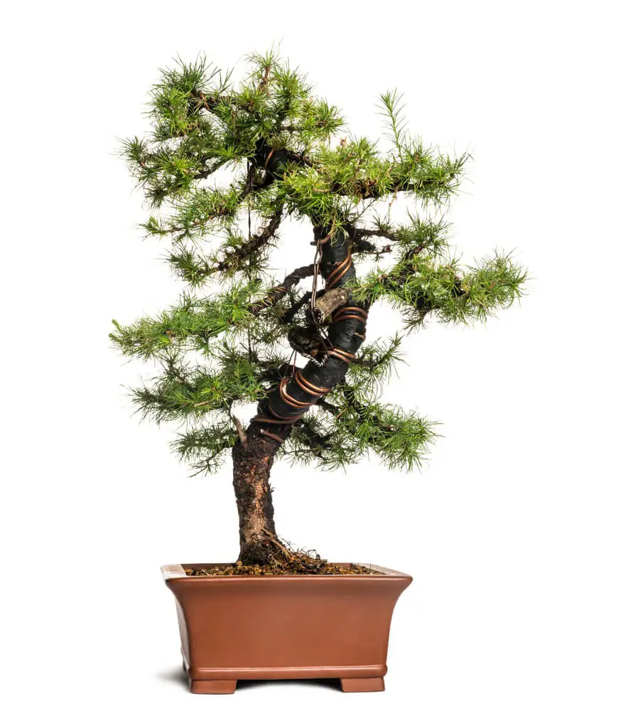 Japanese Larch Bonsai (Larix leptolepis)