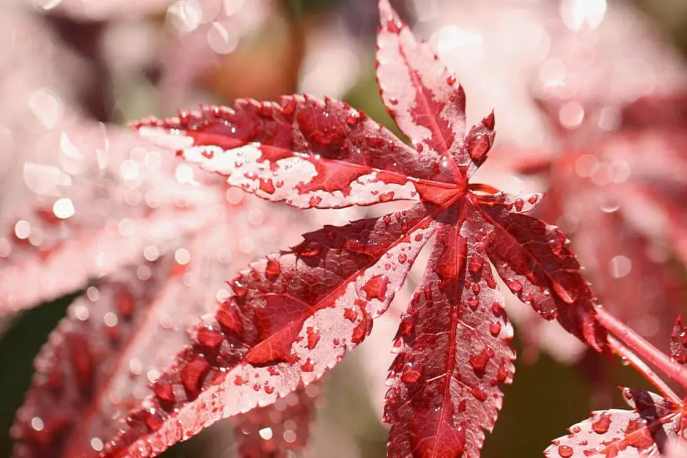 Beni Kawa Japanese Maple (Acer palmatum ‘Beni-kawa’)