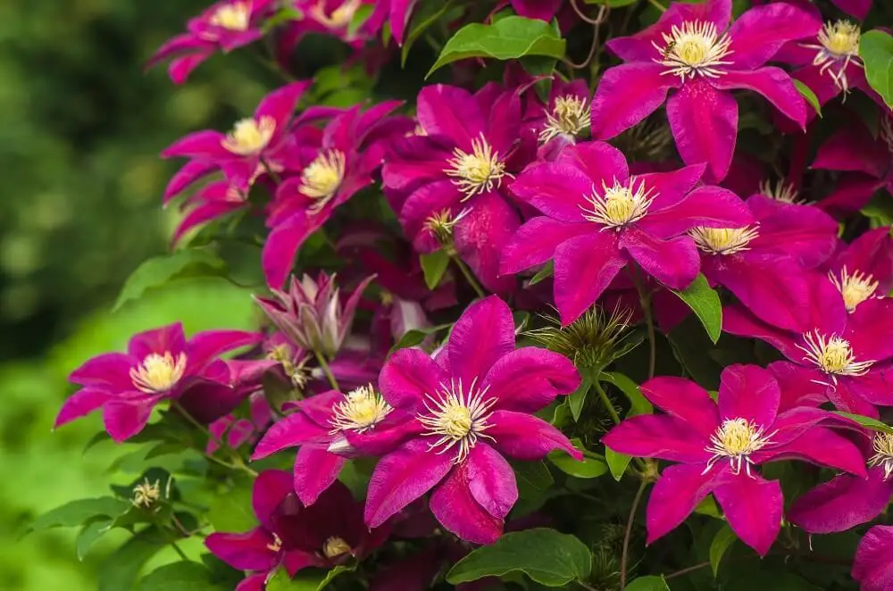 Clematis (Clematis)