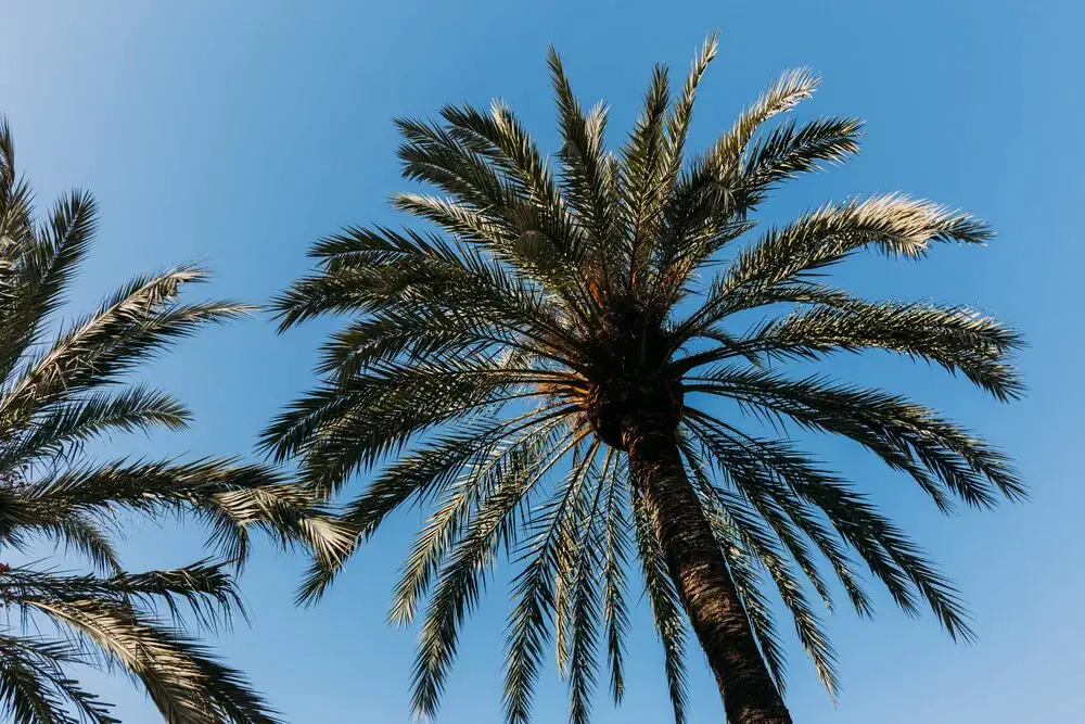 San Jose Hesper Palm (Brahea brandegeei)