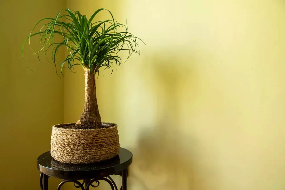 Ponytail Palm (Beaucarnea recurvata)