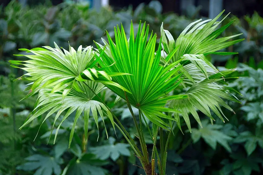 Chinese Fan Palm (Livistona chinensis)