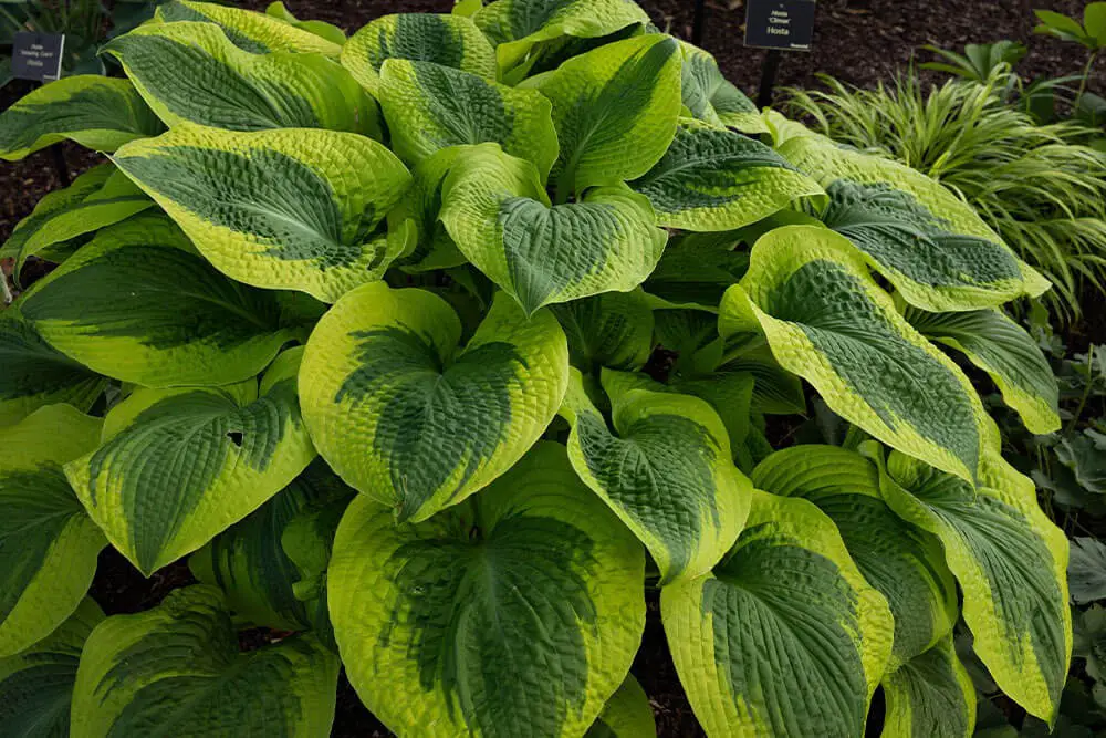 Hosta (Hosta)