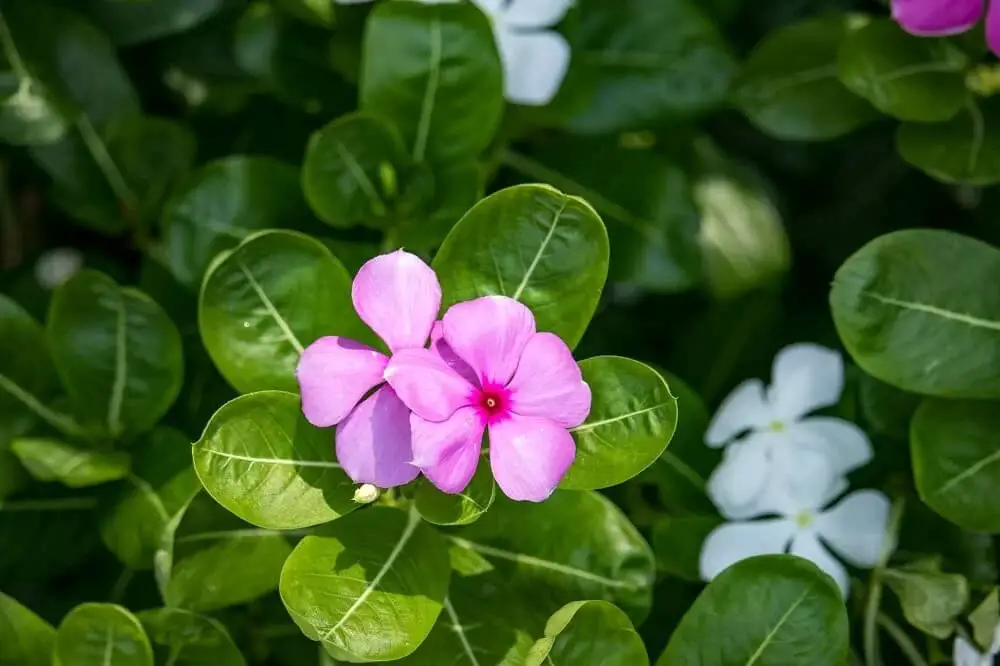 Madagascar Periwinkle (Annual vinca)