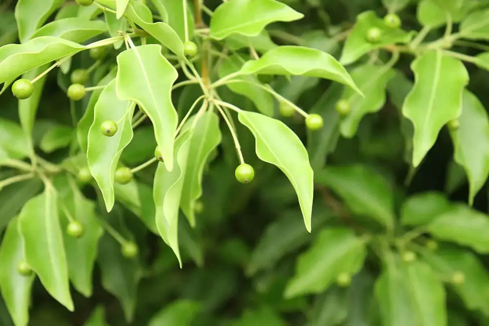 Longstalk Holly (Ilex pedunculosa)