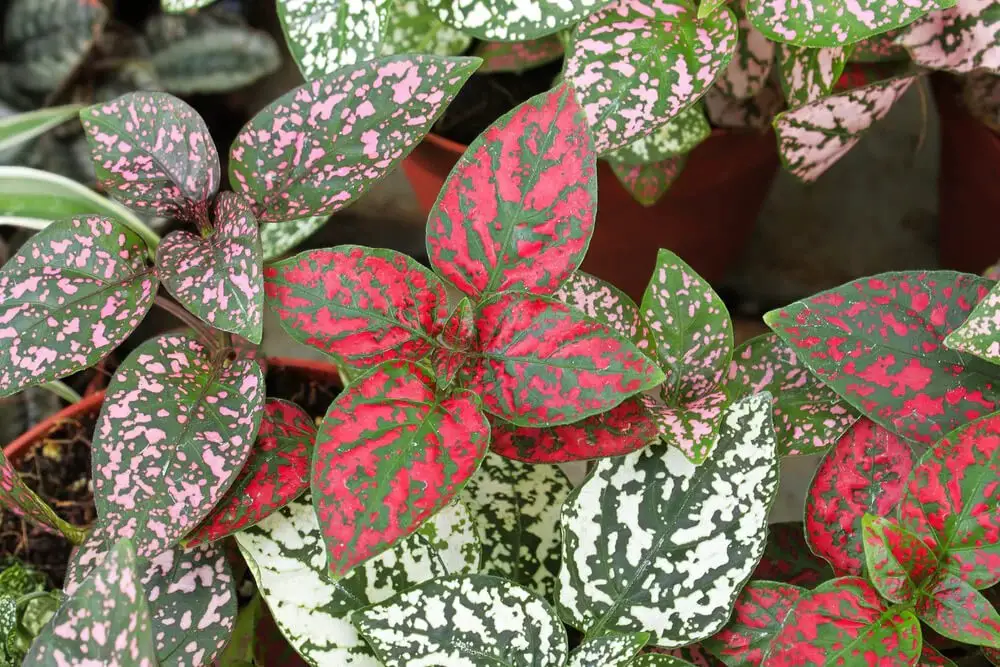 Polka Dot Plant (Hypoestes phyllostachya)