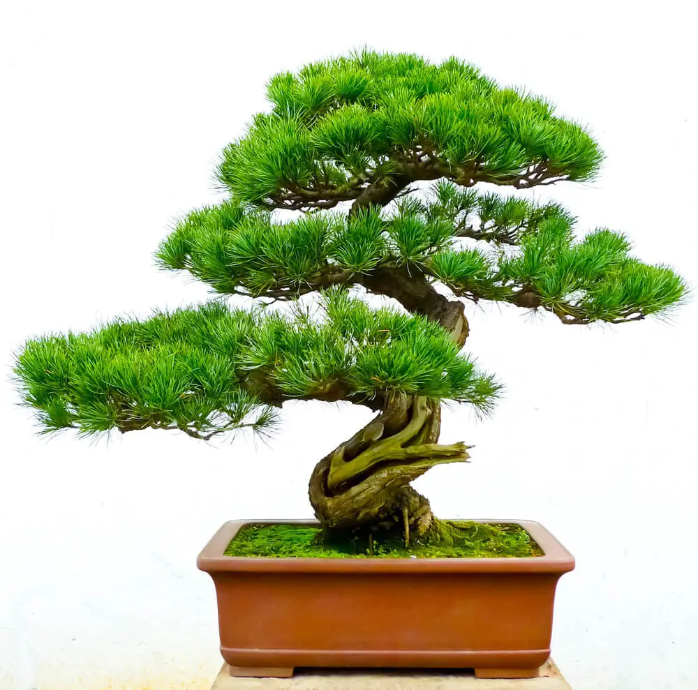 Japanese White Pine Tree (Pinus parviflora)