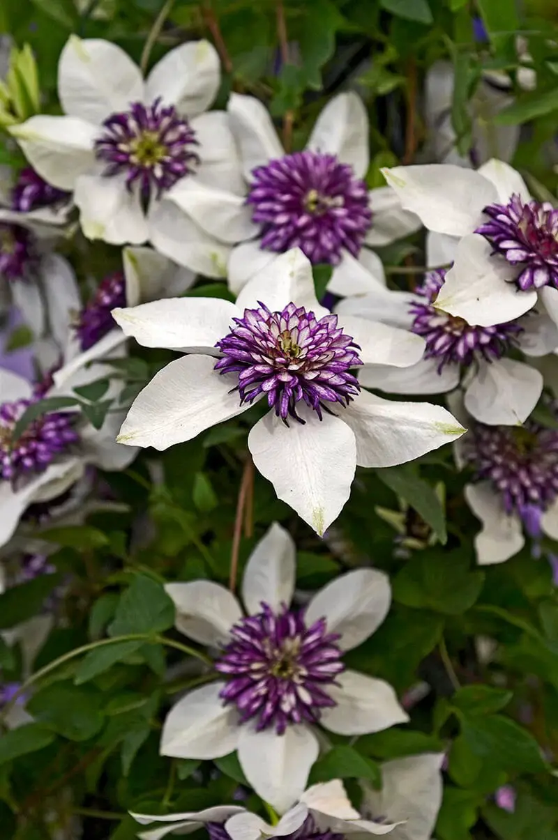 Clematis (Clematis Florida var. Sieboldiana)