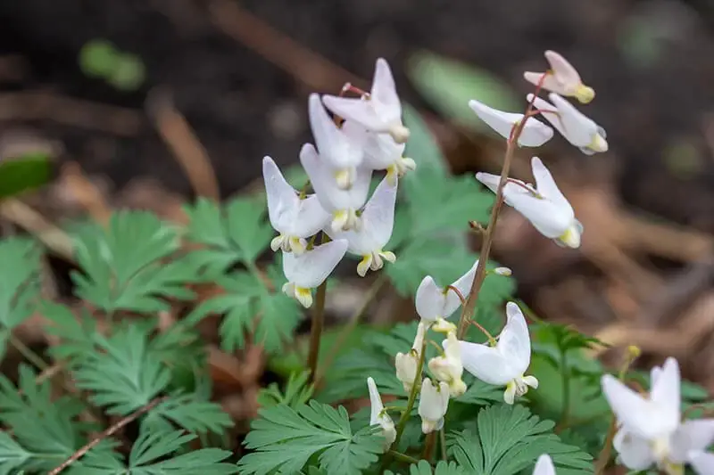 Butterfly Banners (Dicentra Cucullaria)