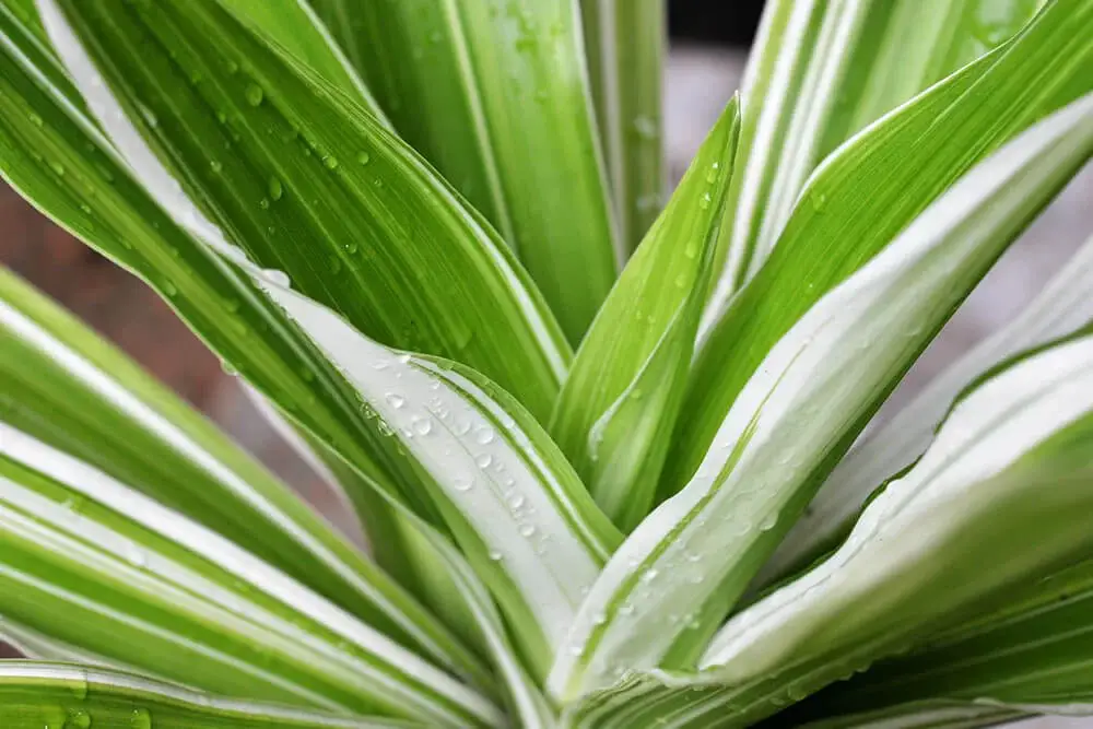 Corn Plant (Dracaena fragrans)