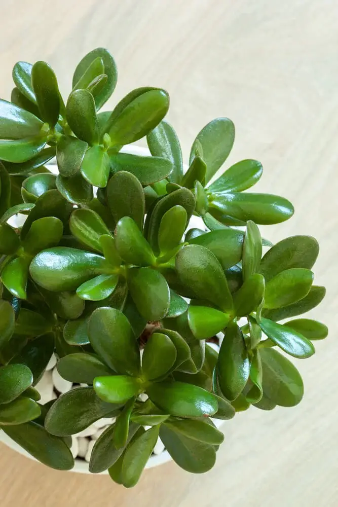 Gandalf Jade (Crassula ovata ‘Gandalf’)