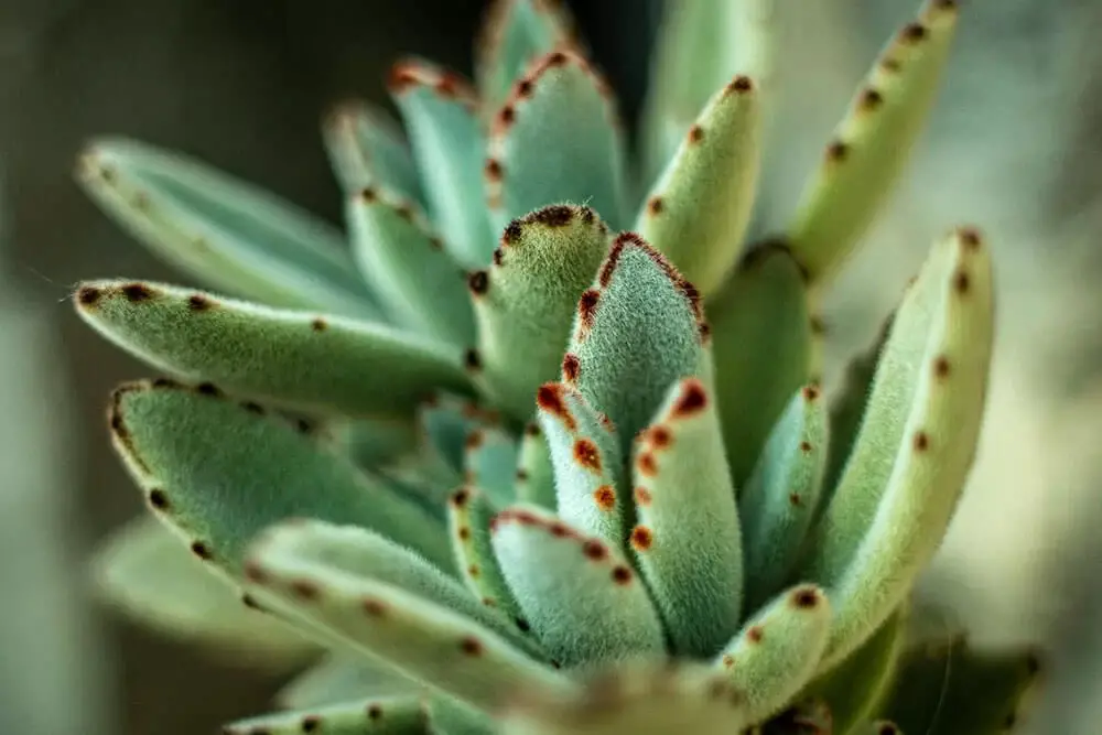 Panda Plant (Kalanchoe tomentosa)