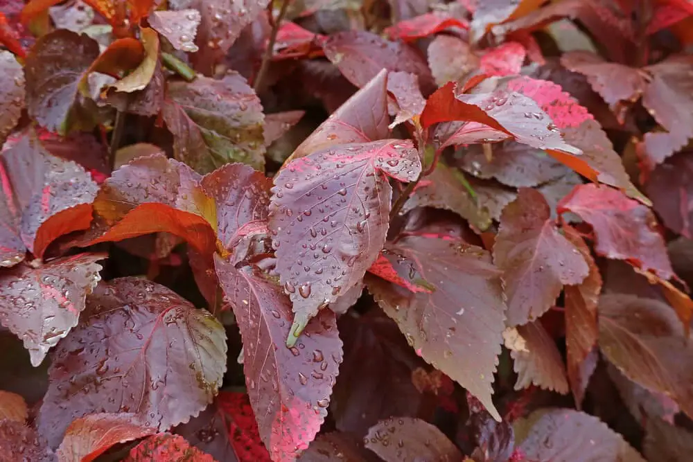 Copperleaf Plant (Acalypha wilkesiana)