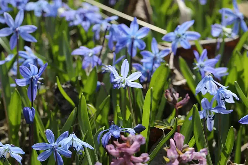 Scilla (Scilla Bifolia)