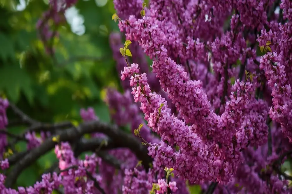 Eastern Redbud (Cercis canadensis)