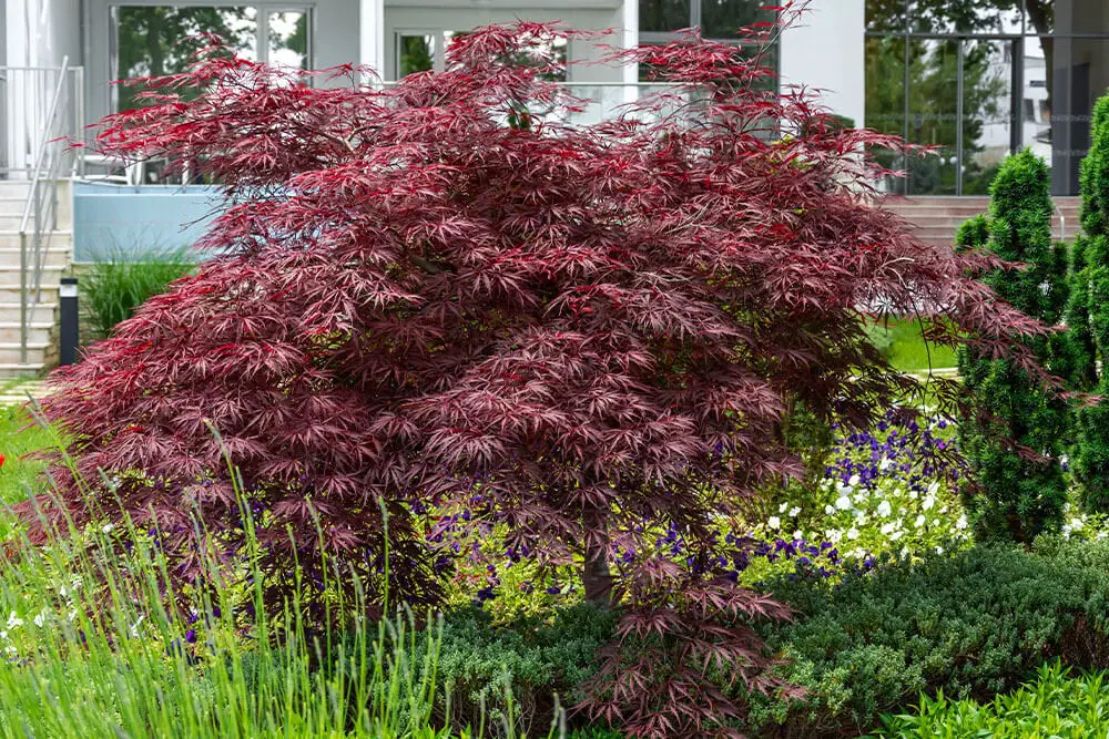 Tamukeyama Dwarf Japanese Maple (Acer palmatum dissectum ‘Tamukeyama’)